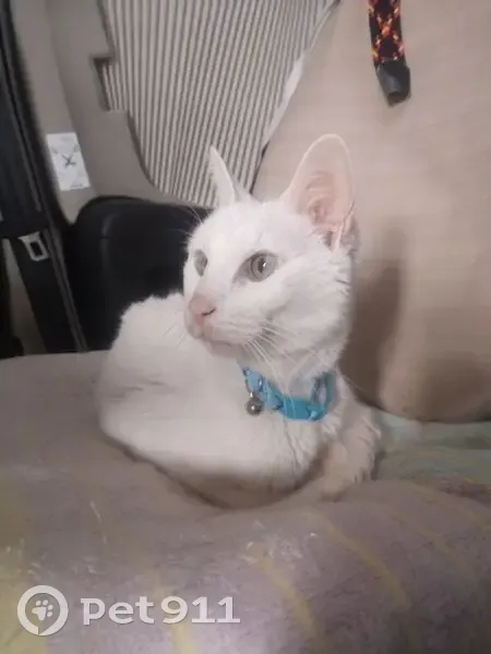 Perdido gato, Calle Bérchules, 18, Roquetas de Mar - blanco con collar naranja - photo