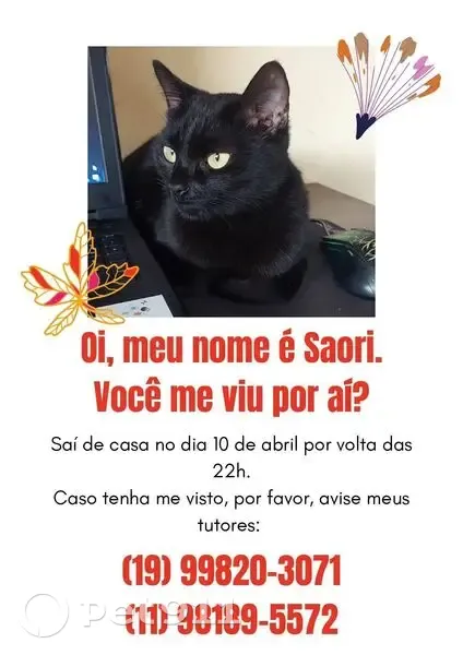 Gato desaparecido Fêmea (brl002633) - photo
