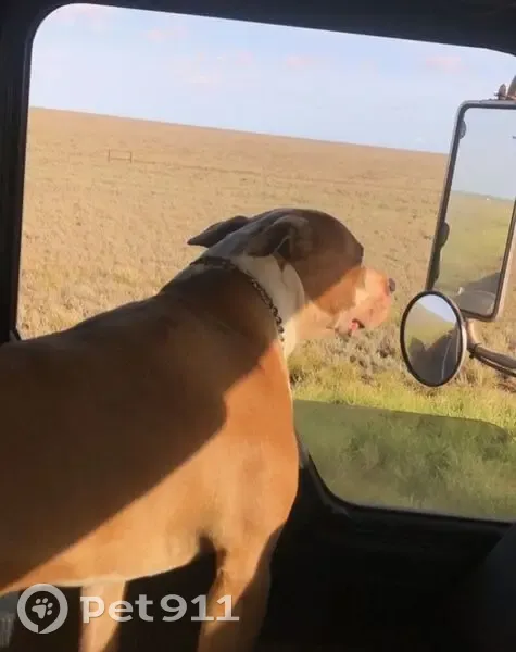 Lost dog, Koorda, Moora - brown and white, loves people and trucks - photo