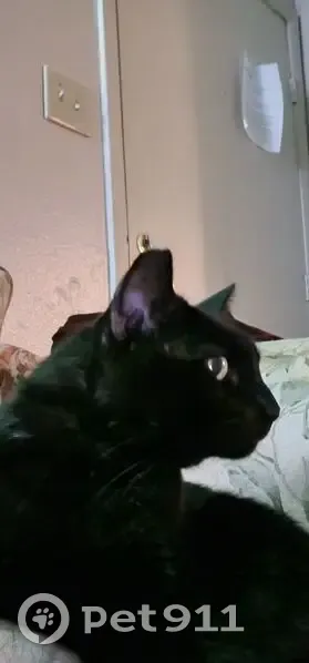 Lost cat, East 9th Street, Russellville - black with gray/white speckling - photo