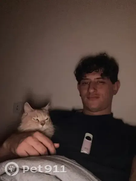 Perdido gato, Llucmajor, Islas Baleares - hembra naranja y blanca - photo