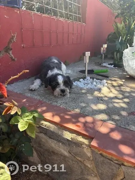 Perdido perro, Carrer de la Troneta, 25, Montserrat, Torrent - blanco y negro pequeñito - photo