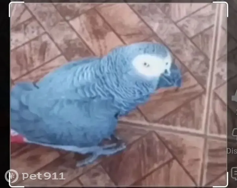 Lost bird, Stockville Road, Pinetown - African Grey that speaks - photo