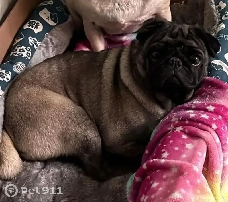 Perdido perro, Avenida Independencia, 33, San Simón Tlatlahuquitepec, Apizaco - carita negra y oreja más corta - photo