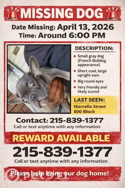 Lost male dog, Marcella Street, 872, Philadelphia - grey French bulldog puppy - photo