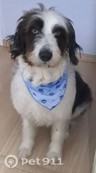 Cachorro encontrado Macho (brf002634) - photo