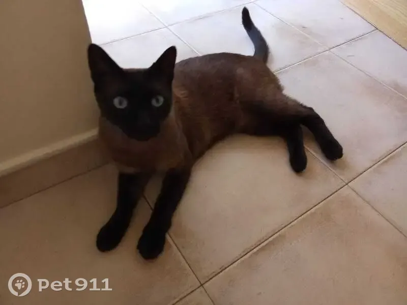 Perdido gato macho, Calle de la Duquesa de Villahermosa, Zaragoza - tipo siamés con ojos azules - photo