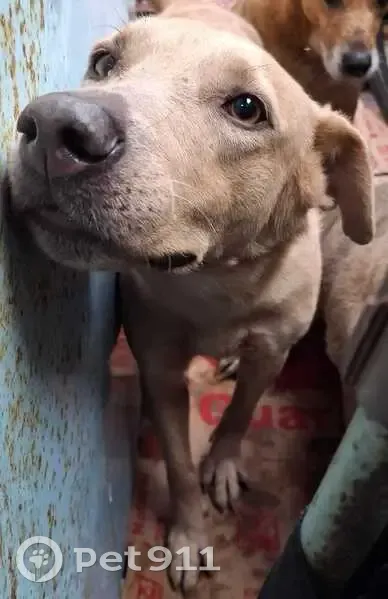 Cachorro perdido Fêmea (brl002635) - photo