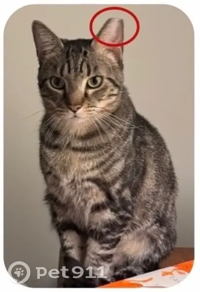 Lost cat, North Hamilton Street, Richmond - small brown tabby - photo