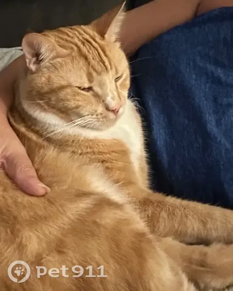 Lost cat, Southwest 90th Terrace Road, Ocala - 11-year-old male, very shy - photo