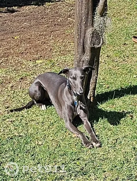 Lost dog, Swamphen Street, Sydney - blue, medium size whippet - photo