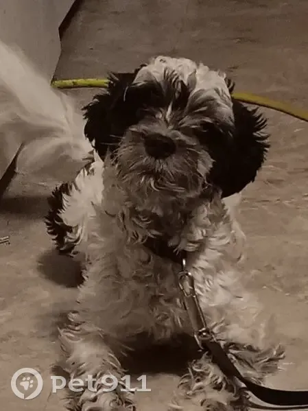 Lost dog, 138th Place, Burnham - white with black patches - photo