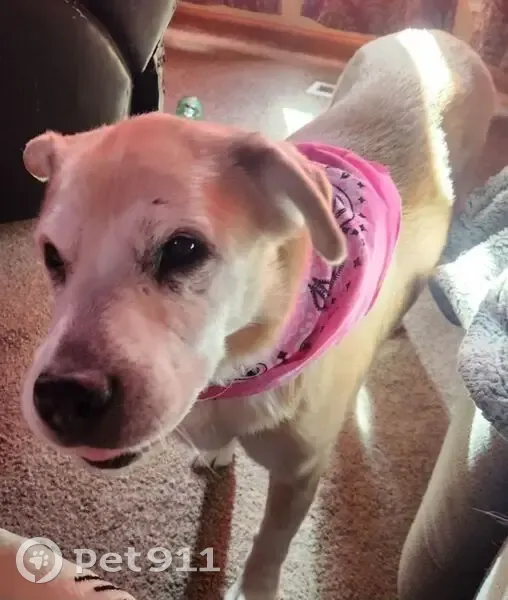 Lost dog, Stewarts Mill Road, Douglasville - medium size golden lab mix - photo