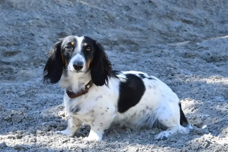 Lost dog, East 49th South, 1800, Idaho Falls, Ammon - female long-haired mini Dachshund - photo