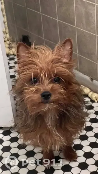 Lost dog, Village Drive, Taylor - female - photo