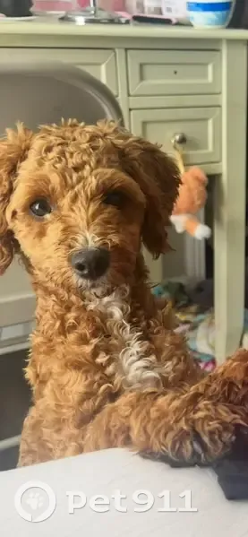 Lost male dog, Fox Lake Lane, Memphis - responds to Ka-ka-wa-tay - photo