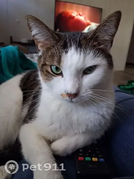 Lost female cat, Scott Road, 4987, Cumming - photo