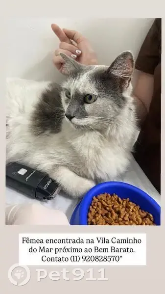 Gato encontrado Fêmea (brf002636) - photo