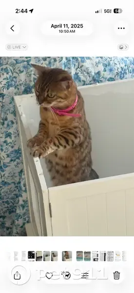 Lost cat, Horatio Street, Tampa - female with pink collar - photo