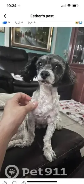 Lost dog, Hi Vista, Lake Los Angeles - photo