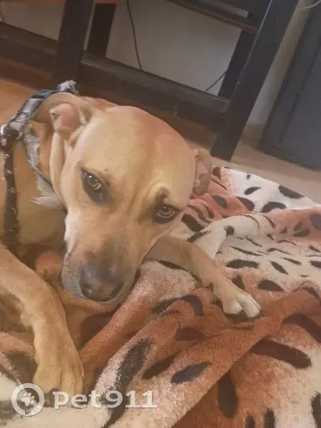 Lost female dog, Berkshire Valley Road, Moora - brown fur, loves people - photo