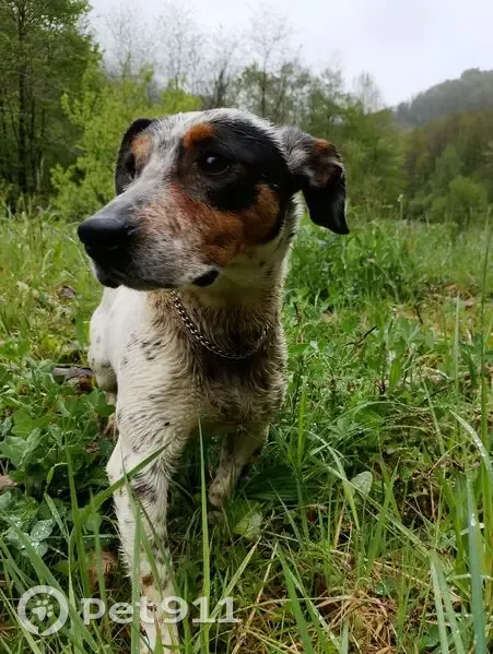 Chien trouvé, Les Queraus, 68, Erp, Saint-Girons - tri colore avec collier chaîne - photo