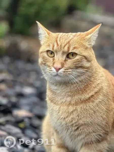 Зникла кішка, Покровська вулиця, 4, Чабани - рудий з полосатим хвостом - photo