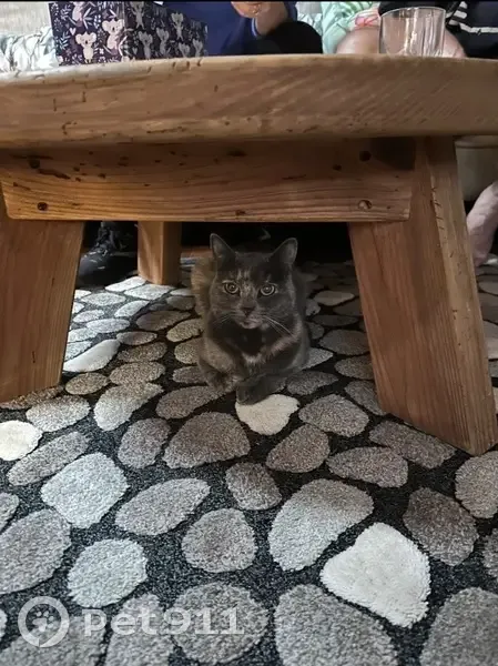 Lost cat, Smarts Crescent, Sutherland Shire Council - female, grey with orange spots - photo