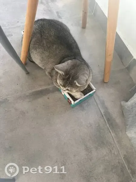 Perdido gato, Carrer 290, La Canyada, Valencia - gris con ojos verdes - photo