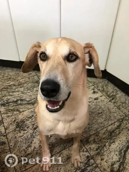 Cachorro perdido Macho (brl002637) - photo