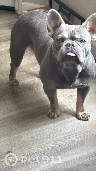 Lost male dog, North 58th Avenue, Glendale, Phoenix - grey with Isabella markings - photo