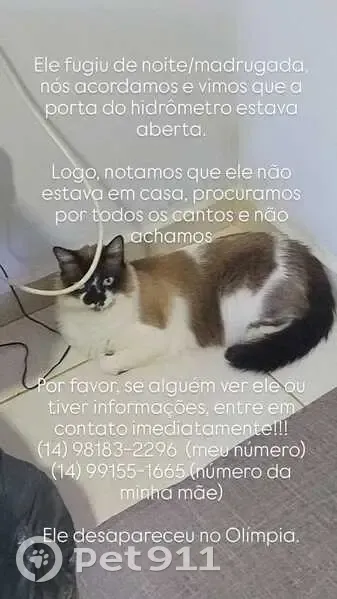 Gato desaparecido Macho (brl002638) - photo