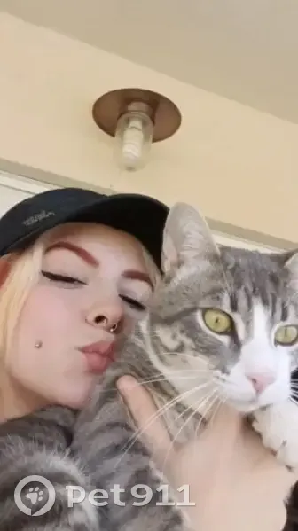 Perdido gato, Calle Faro, 3, Benalmádena - gris y blanco atigrado - photo