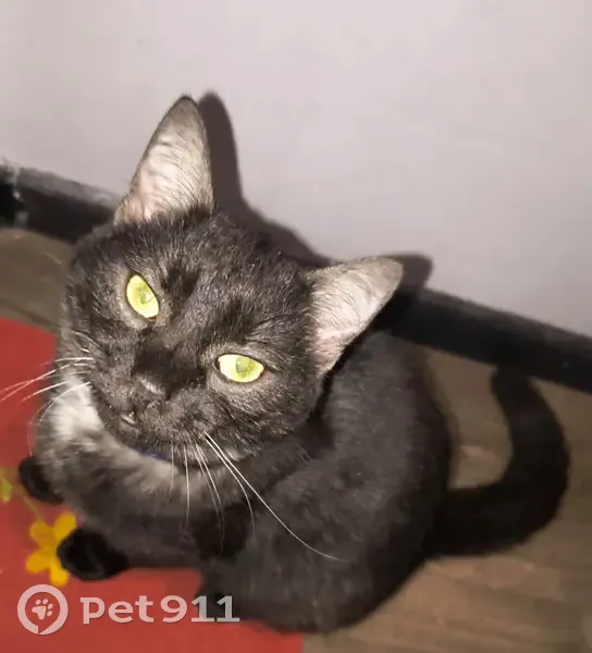 Зникла кішка, Млинна вулиця, 24, Миколаїв - чорна з білим підшерстям - photo