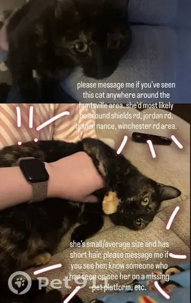 Lost Female Cat, Spruce Pine Lane, Huntsville - small with a black coat and tan spots - photo