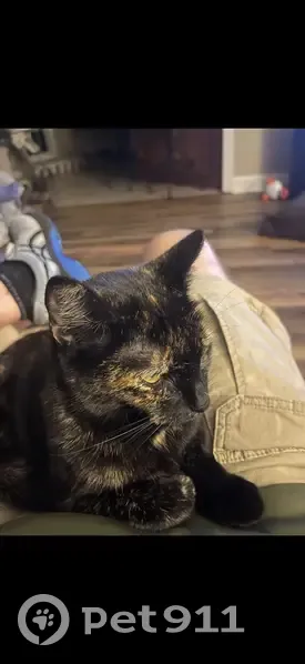 Lost Female Cat, Spruce Pine Lane, Huntsville - distinct tan paws - photo