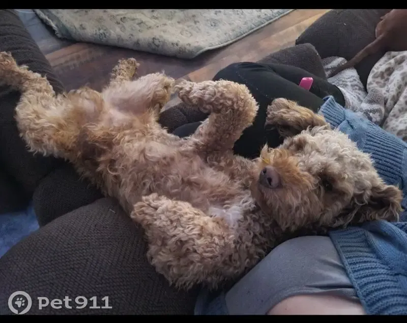 Lost male dog, Baltimore: mini Golden doodle with scruffy cut - photo