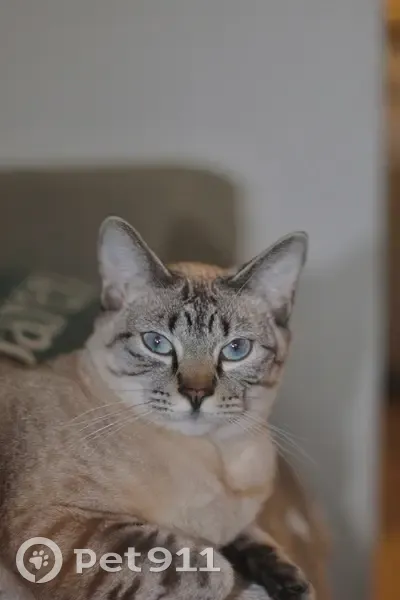 Lost Female Cat, Del Clair Road, Fort Collins - Lynx Point Siamese - photo