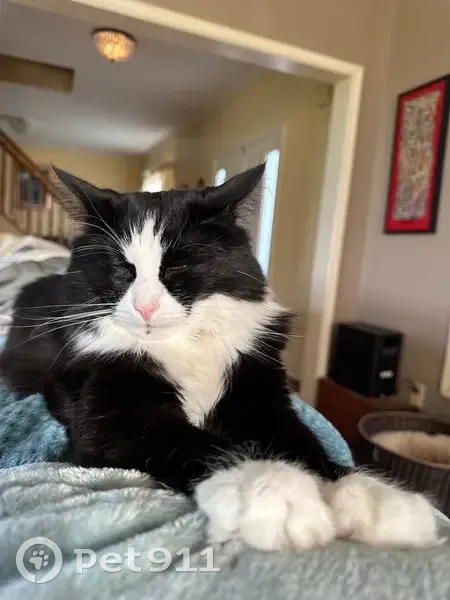 Lost male cat, Clayton Manor Drive, Chesapeake City - black and white tuxedo - photo