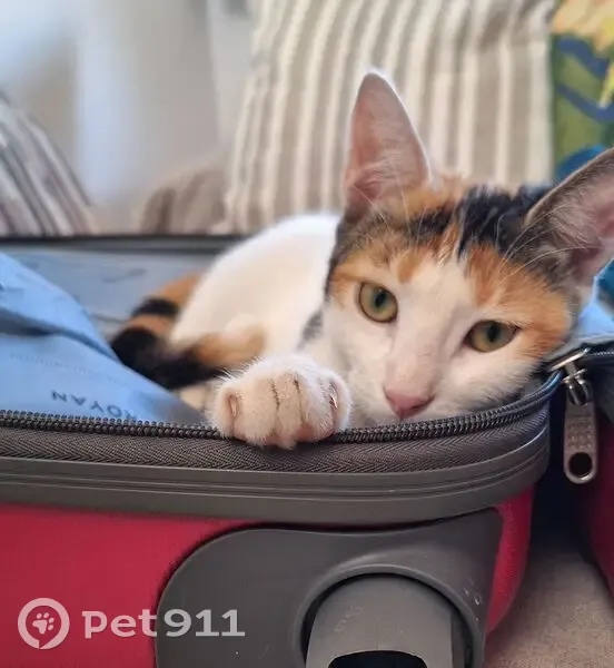 Perdido gato, Diseminado Pinar Bajo, 75, Velez-Malaga - hembra juguetona - photo