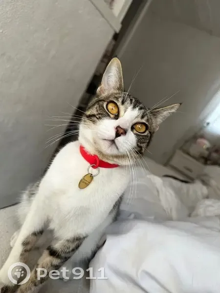 Perdido gato, Avenida Morelos, 141, Naucalpan de Juárez - lleva collar rojo - photo