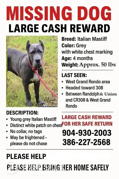Lost Female Dog, North Summit Street, Crescent City - Short Grey coat, white crest - photo