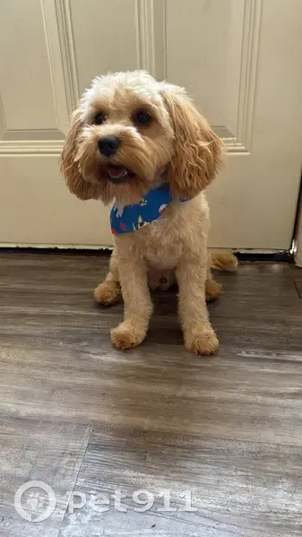 Missing dog Male, Houston (usl534987) - photo