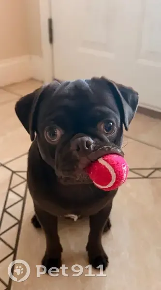 Lost male dog, Southwest 48th Terrace, Liberty Triangle - chocolate pug with honey brown eyes - photo