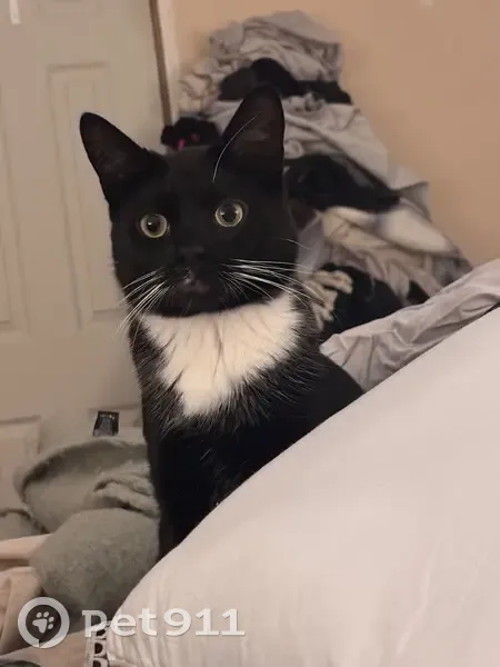 Lost male cat, Ganaraska Road, Port Hope - black and white fur - photo