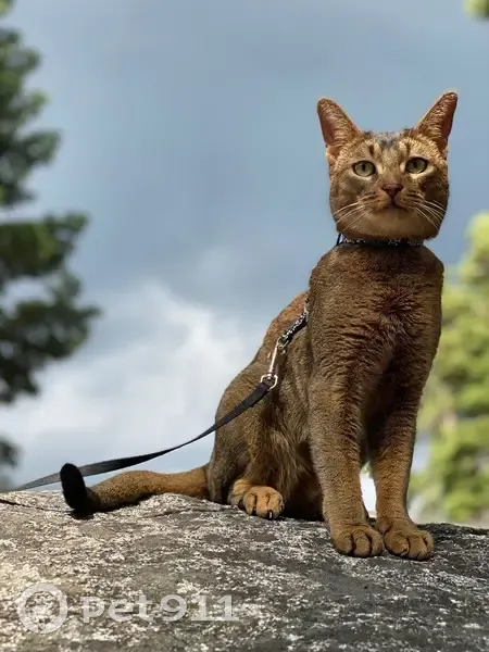 Lost male cat, Northeast Jefferson Street, Blue Springs - Abyssinian with green eyes - photo