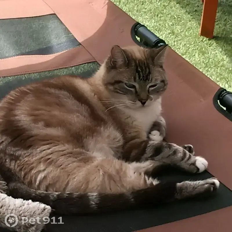 Chat perdu, Rue Gabriel Fauré, 73, La Bâthie - mâle beige et marron - photo