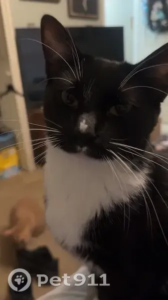 Lost Male Cat, Belmont Circle, Athens - black and white tuxedo - photo