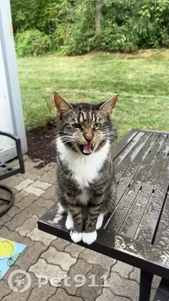 Lost male cat, Upper St. Clair Township, Lexington - white chest and paws - photo