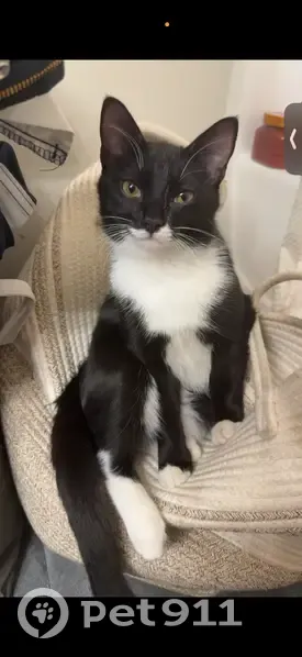 Lost male cat, North Main Street, Summerville, New Castle - 7-month-old tuxedo kitten - photo